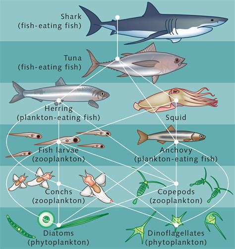The Importance of Fish in Ecosystems—Their Role in the Food .